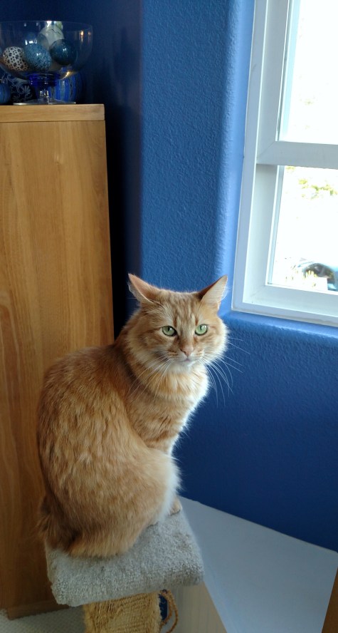 Ginger on Balloon Patrol