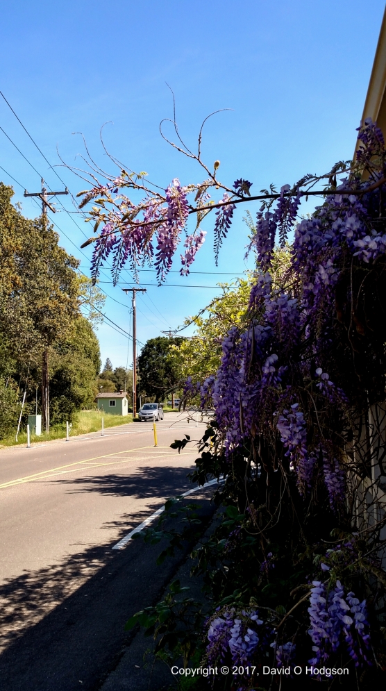 Wisterias blooming at Melitta Station