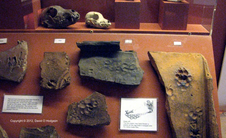 Animal Paw Prints on Roman Tiles, Verulamium