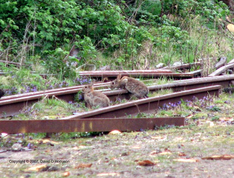 GantonSignalBoxRabbits2007