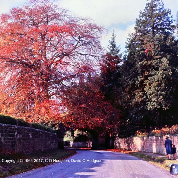 Autumn in Hackness, Yorkshire, 1966