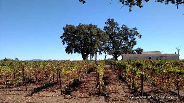 A Laughlin Road Vineyard, Sonoma County