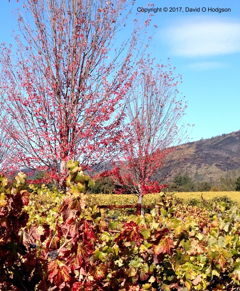 Grapes on the Vine at Valley of the Moon Winery, in front of Scorched Hills