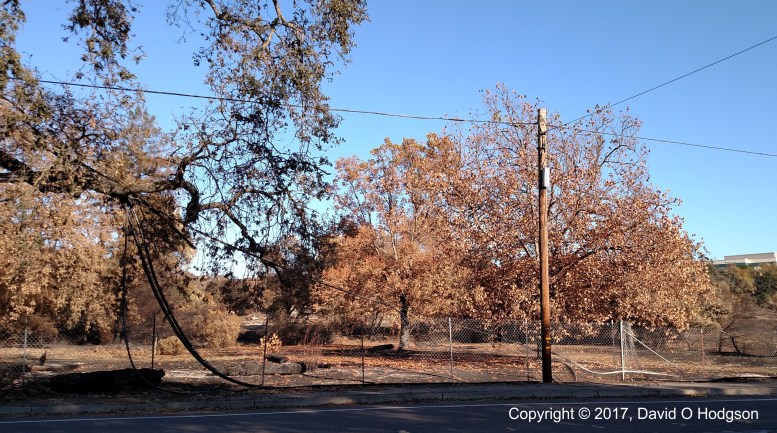 Burned Area near Northtown Animal Hospital