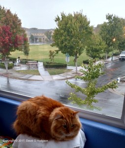 Penny Contemplates the Rain