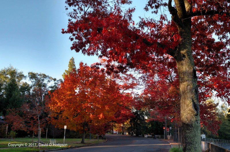 More Autumn Leaves in Eldridge, CA