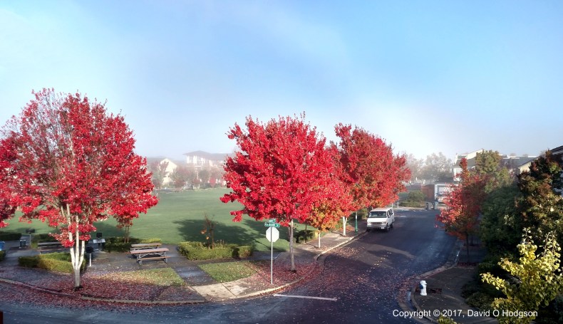 Misty Autumn Morning in the Park