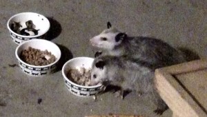Our Opossums having Dinner