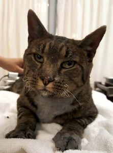 A Cat who was Burned in the Tubbs Fire