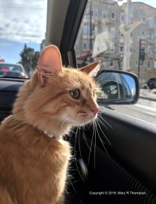 Ginger in the City