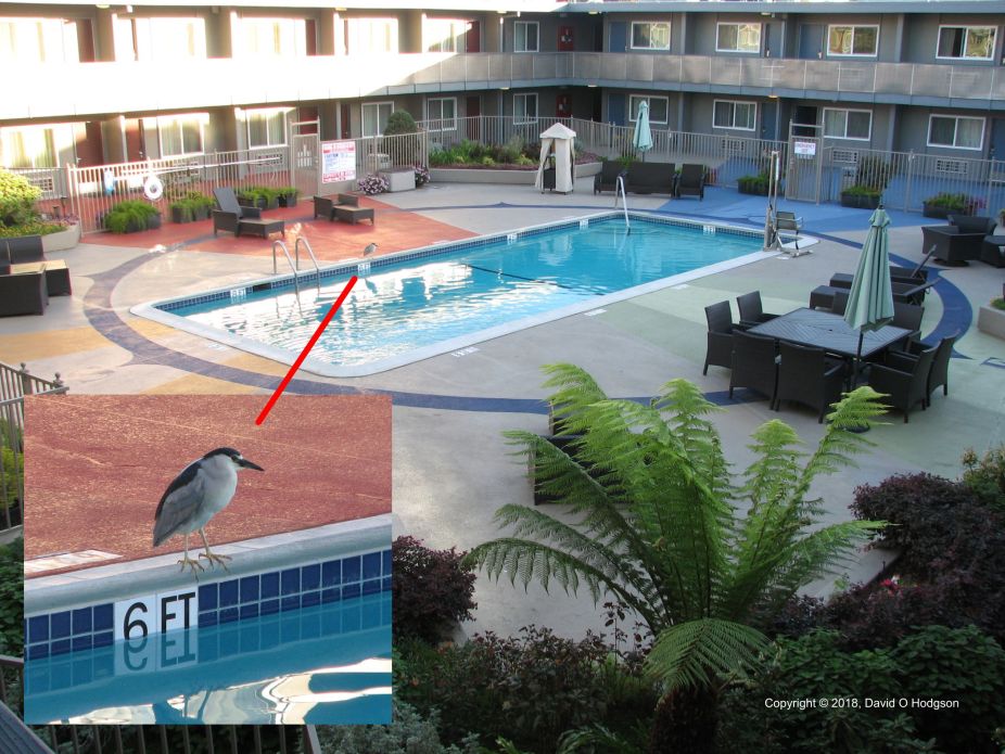 Black-crowned Night Heron enjoying the Pool