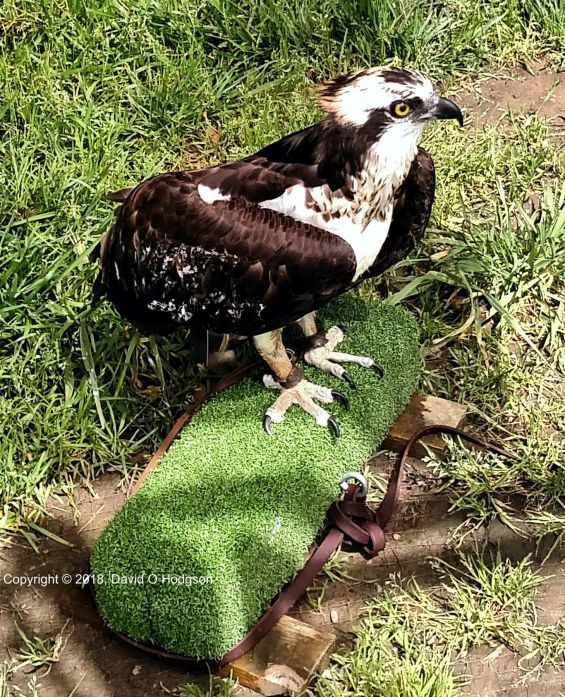 A Flightless Osprey at the Bird Rescue Center