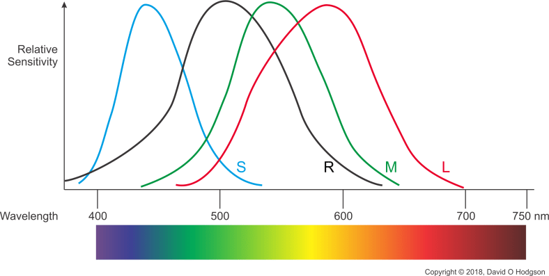 The Sensitivities of the Human Visual System