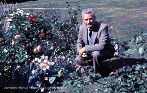 My Father with his Roses, c.1960