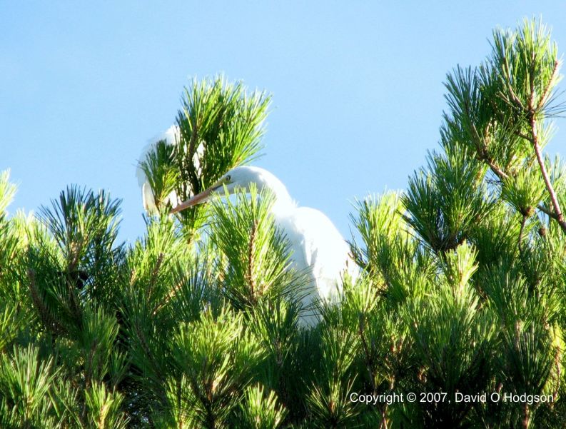 Great Egret in the Treetops