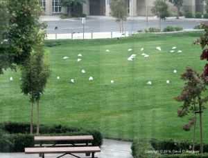 Egrets Feeding in our Local Park