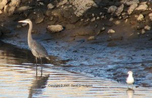 Great Blue Heron, Napa River