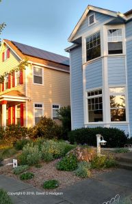The Front Garden of our Home in Santa Rosa