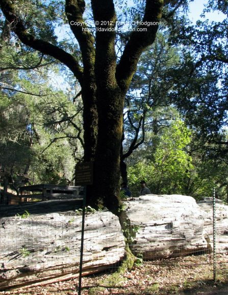 "The Queen": a Live Oak growing through Fossilized Redwood at the Petrified Forest