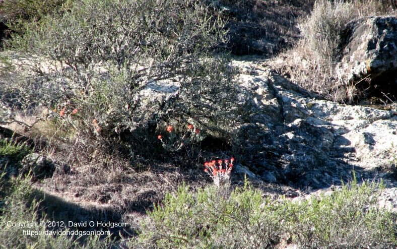 Part of the remaining Ash Field