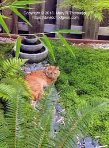 Ginger relaxing in the Japanese Garden