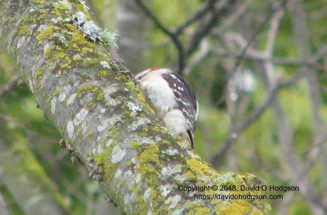 A Shy Downy Woodpecker