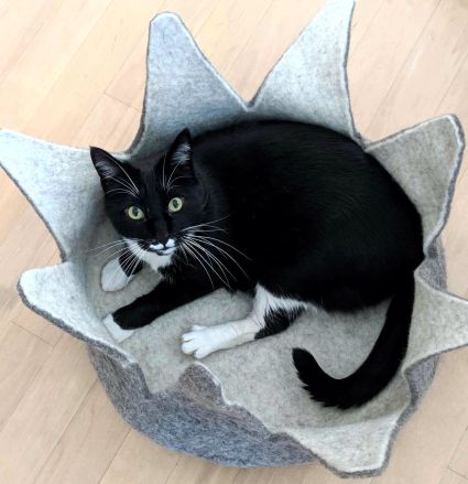 Ignatz Getting Comfortable